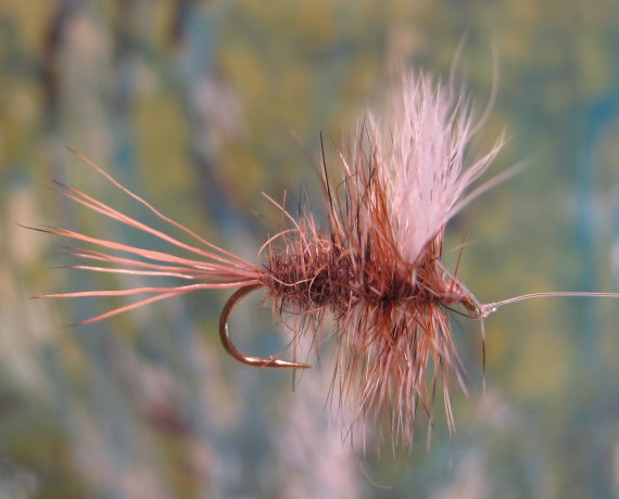 Enlarged view of image