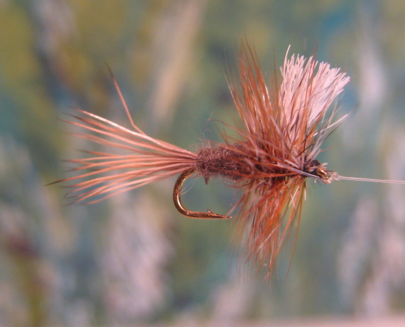 Enlarged view of image